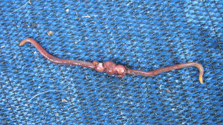 2 Kompostwürmer (Eisenia fetida) bei der Paarung.