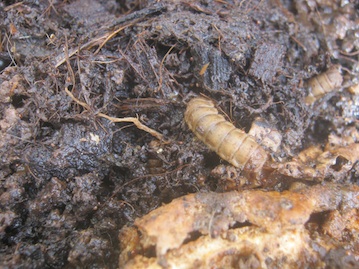 Black soldier fly maggot