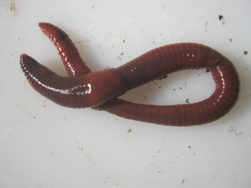 A big mature compost worms "Eisenia fetida"