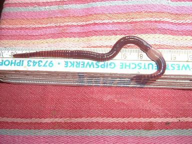 A large epigeic earthworm, "Eisenia fetida"  known as red wiggler, tiger worm and compost worm.