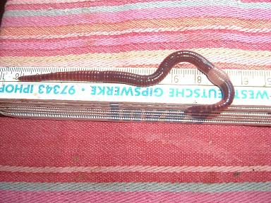 A huge earthworm "Eisenia fetida"