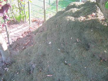 Ein simpler Komposthaufen bestehend aus Gras und Laub