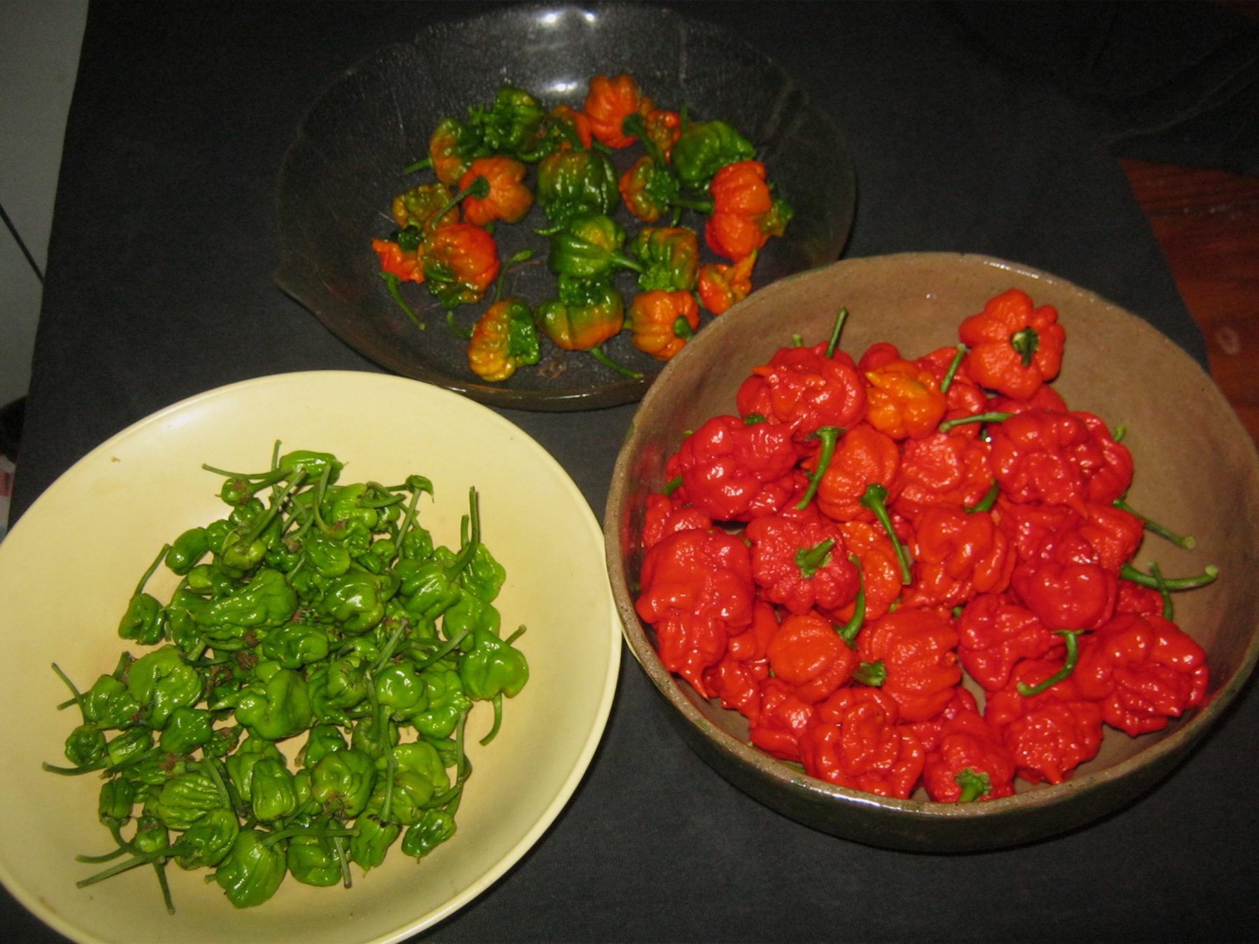Carolina reaper fruit pods from the broken off branch 07.06.2017