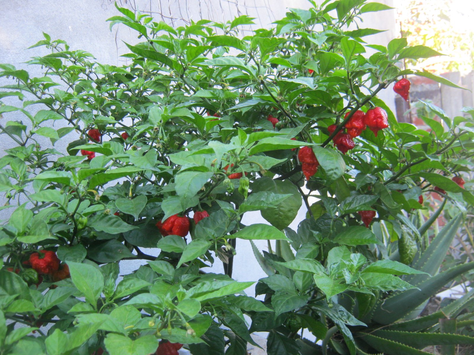 Carolina Reaper plant with lots of ripe chili pods at the end of May 2017
