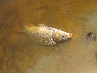 A mirror carp caught with a carp rig that you can see on the right side of the picture.