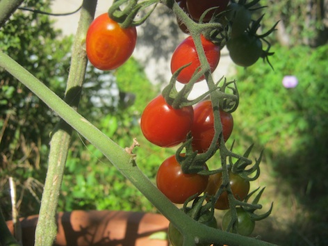A bunch of cherry tomatoes ripening