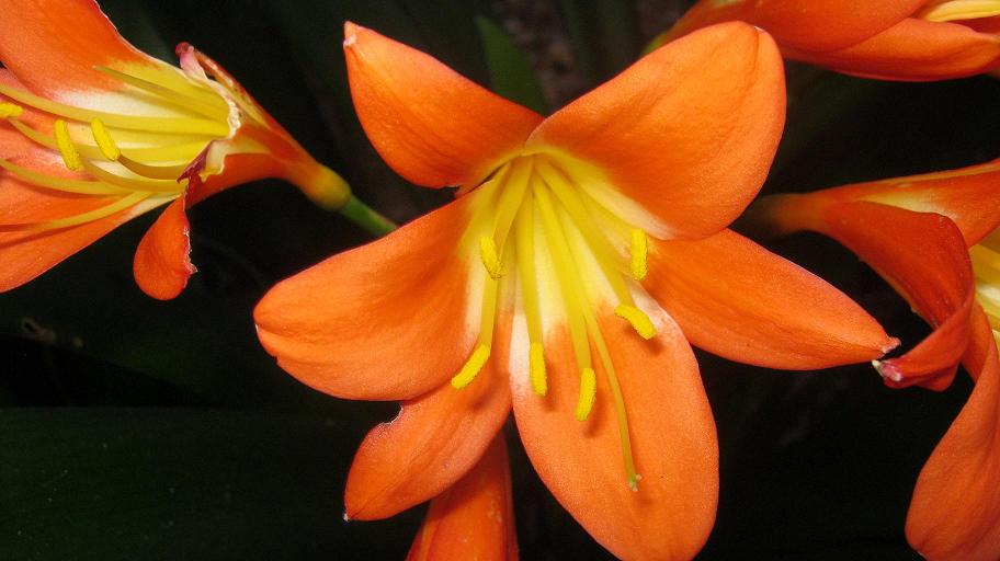 A clivia likes to grow in the shade and is a magnificent Cape spring flower