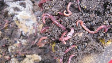 Compost worms moving down into their worm bed