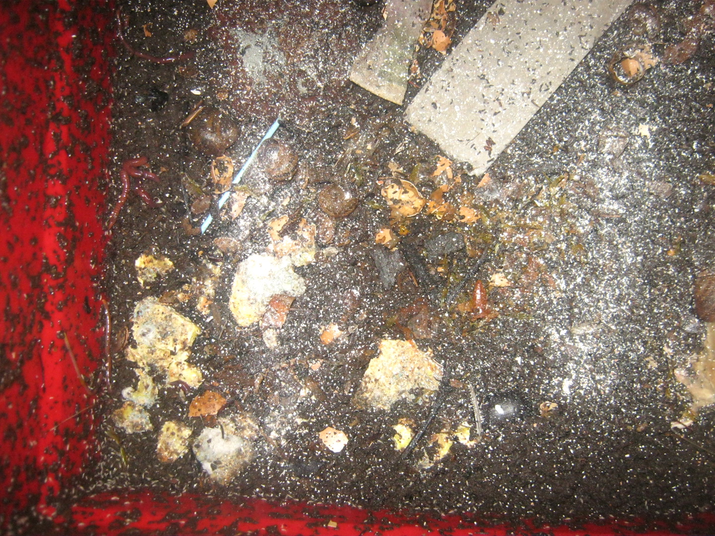 Crushed egg shells on the surface of a worm bin