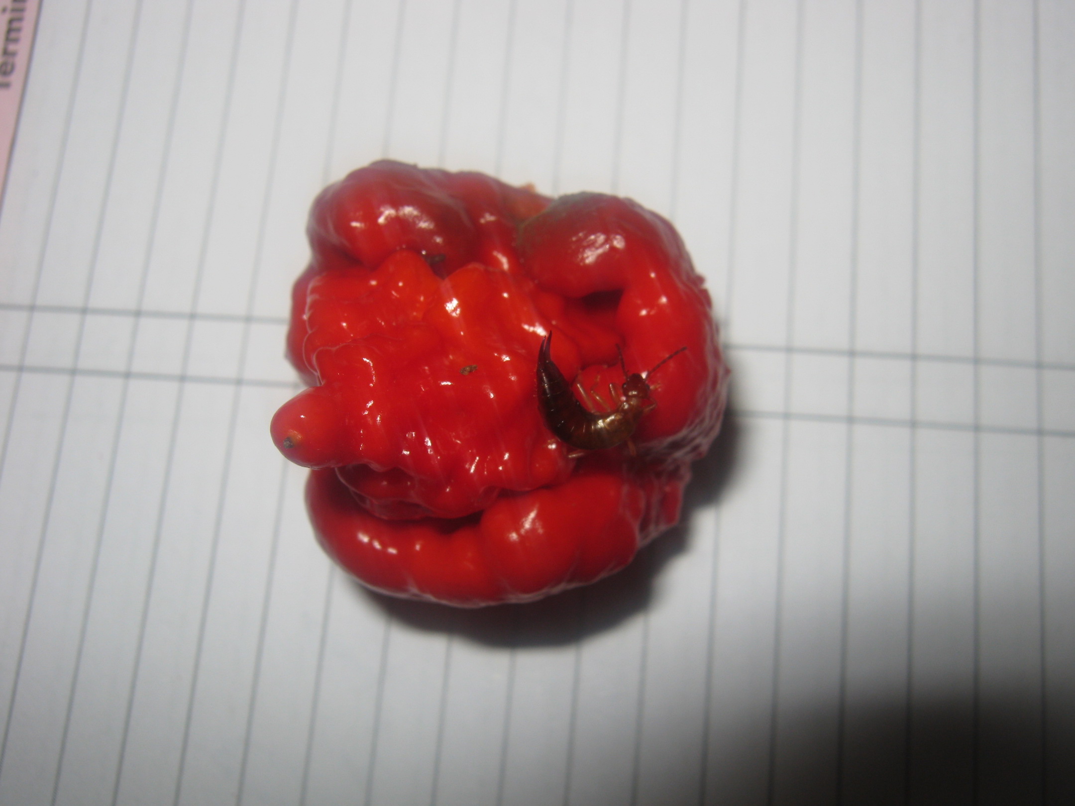 Ear wig on damaged Carolina Reaper chili pod