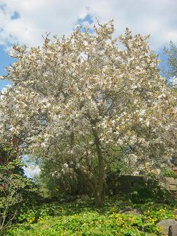 A healthy fruit tree is helping the environment in many ways!