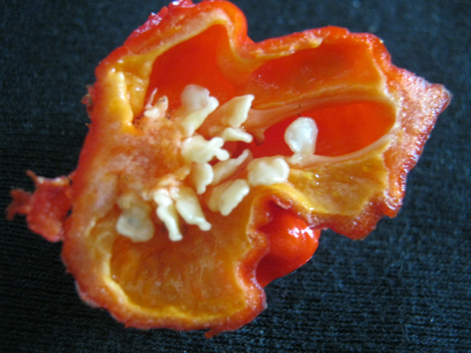 Half a Carolina Reaper pepper containing 28 seeds