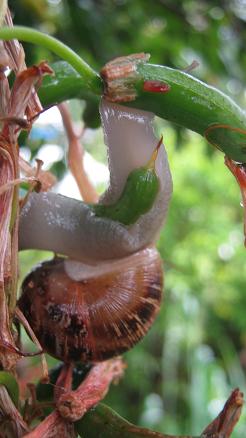 Eine grosse Gartenschnecke frisst an einer Aloe Pflanze.