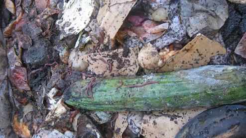 Kitchen scraps are ideal for recycling with the help of earthworms