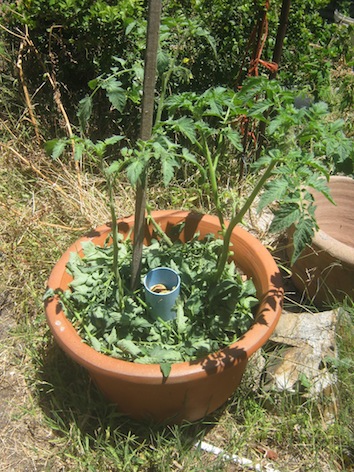 Larger tomato plants