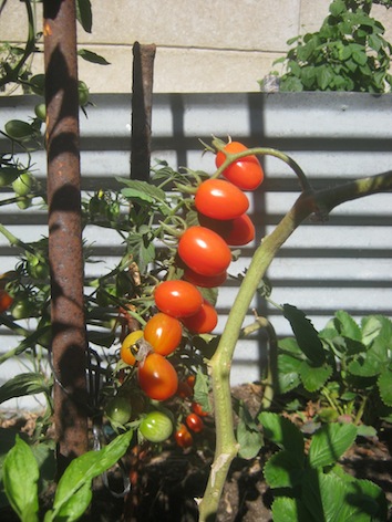 lots of cherry tomatoes ripening on a branch