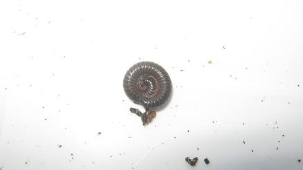 Rolled up Millipede
