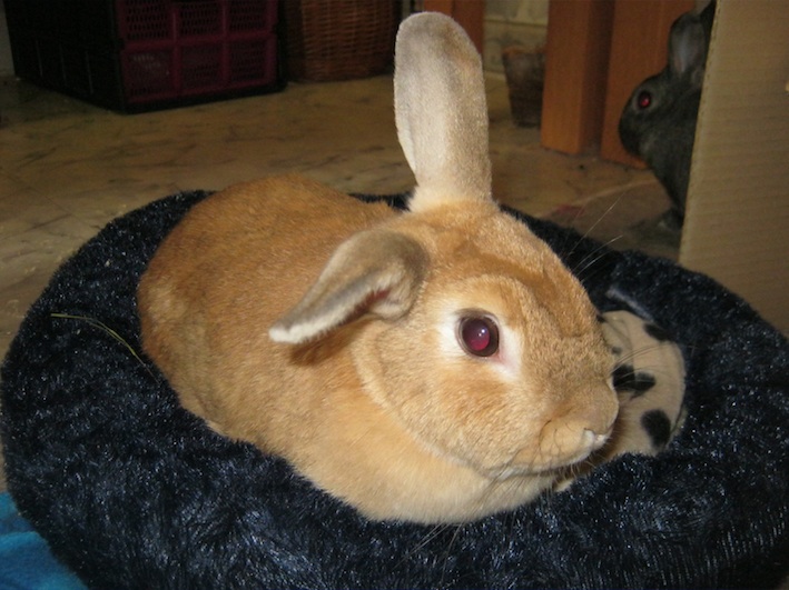 2 dwarf rabbits