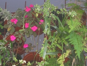 Plastic pots on a trellis make a great vertical garden.