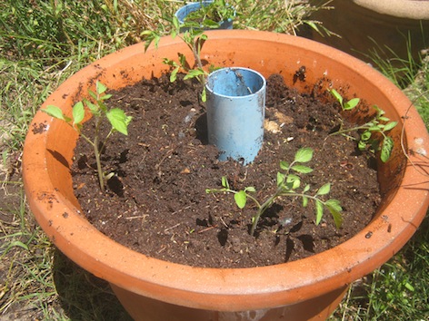 Small tomato plants