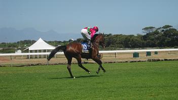 A Racehorse getting ready for a race