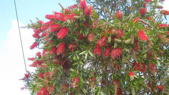 Bottle Brush