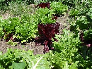 Frischer Salat im Garten