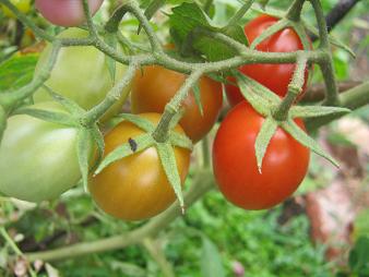 Roma tomatoes on a mature tomato plant.