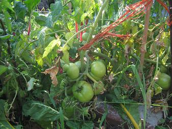 Large tomato plants in my vegetable garden.