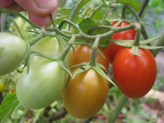 Juicy Roma tomatoes.