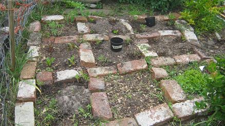 This garden is divided into 9 square feet and has  been planted with several kinds of  tomato plans, Swiss chard and herbs.