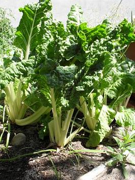 50 cm / 20 inch high Swiss Chard plants grown with organic plant food.