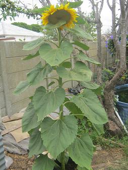 Die ausgewachsene Sonnenblume in ihrem Eimer mit Blumenerde.