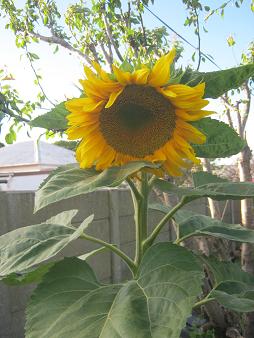 Meine Sonnenblume in Hundekot und Wurmhumus.