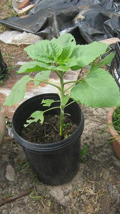 The sunflower at a height of about 50 cm / 20 inches with a few leaves damaged by garden snails.