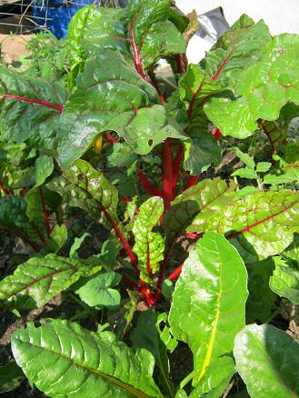 Swiss Chard grown with the help of earthworms and castings