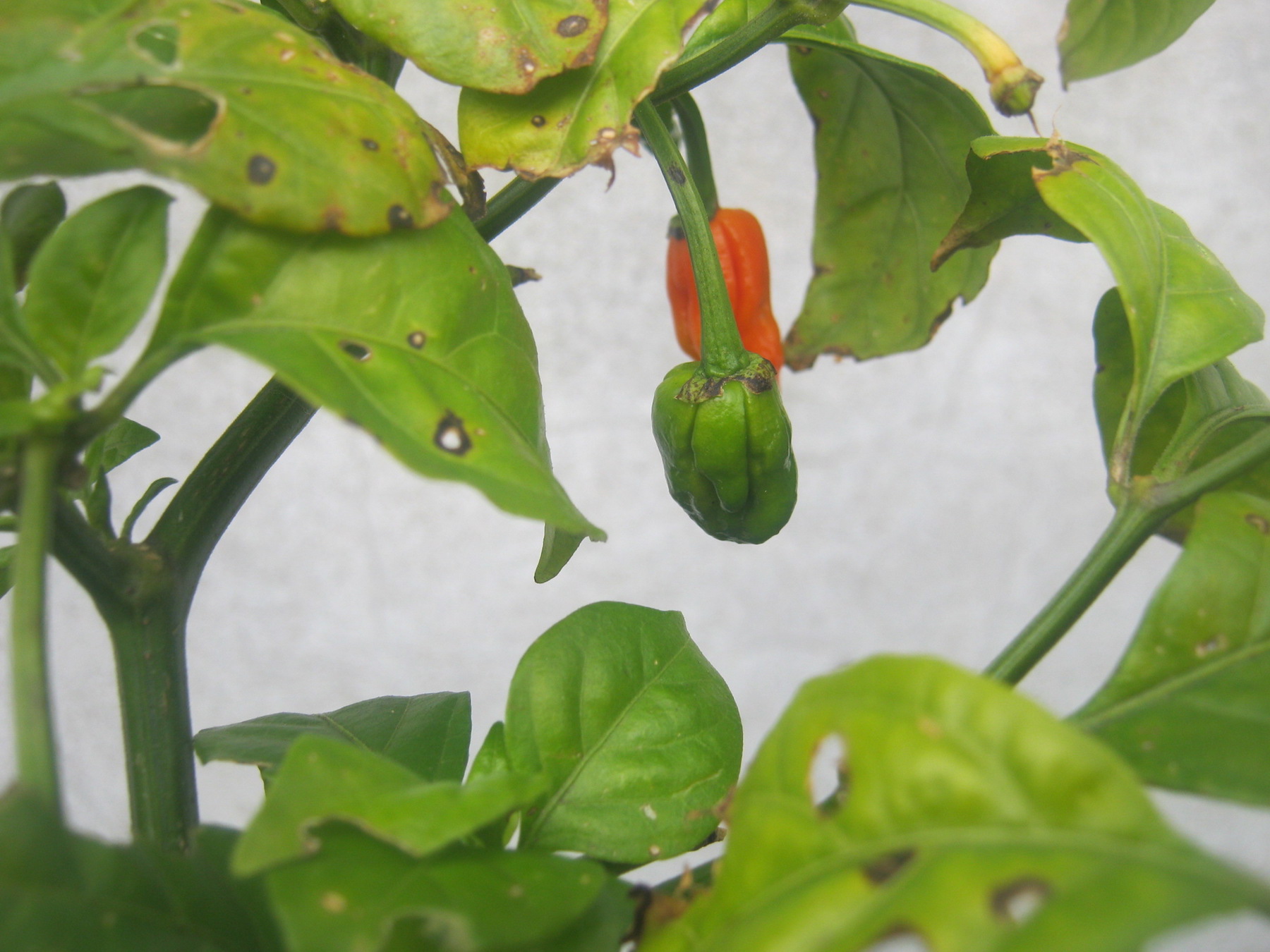 Tiny Carolina Reaper pods on plant just before Winter pruning