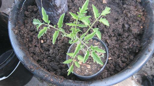 A tomato seedling ready for planting in the ground.