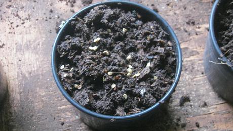 Tomato seeds in a pot.