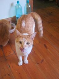 My cat "Twenty" licking her snout after breakfast, while Bluemchen is still eating.