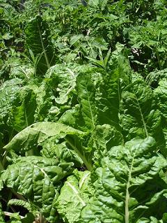 Swiss Chard and tomato plants grown in Worm Casting rich soil.