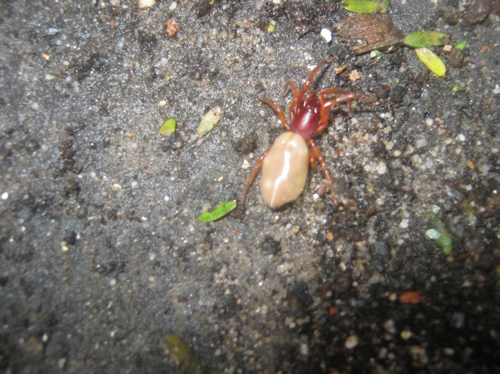 The woodlouse spider "Dysdera crocata" can occasionally be found in worm bins. It preys nearly exclusively on woodlice.