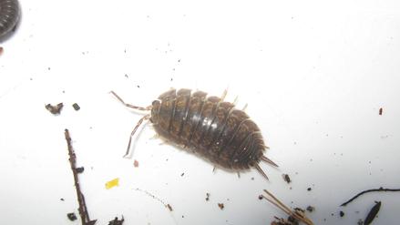 Die Kellerassel oder Bohrassel wird oft in Wurmfarmen gefunden.