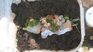 Worm food placed in a trench in a worm farm before it gets covered with worm castings.