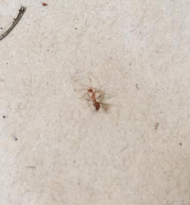 Ant in a worm farm in the Philippines