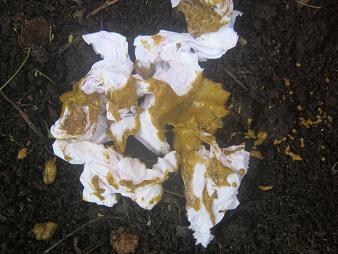 The picture shows fresh cat poop with some toilet paper inside the worm farm.