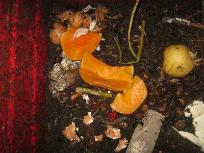 Some butternut serves as worm food
