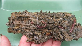 Some worms enjoying themselves in a piece of cardboard bedding.