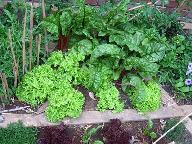 The lettuce, herbs and chard growing well.