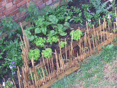 One of the advantages of a square foot garden is that the plants are growing closely together and forming in this way a micro climate and protect the soil from drying out to quickly.